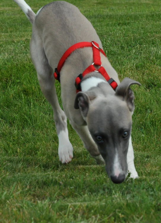 a dog is running through the grass in a red harness