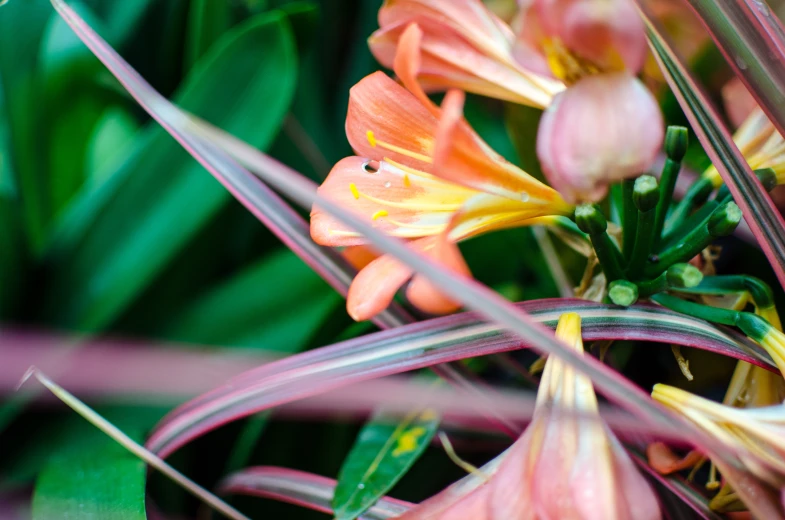 the small orange and pink flowers are growing