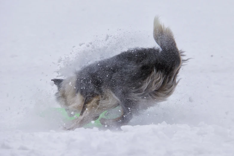 a dog is walking in the snow with a frisbee