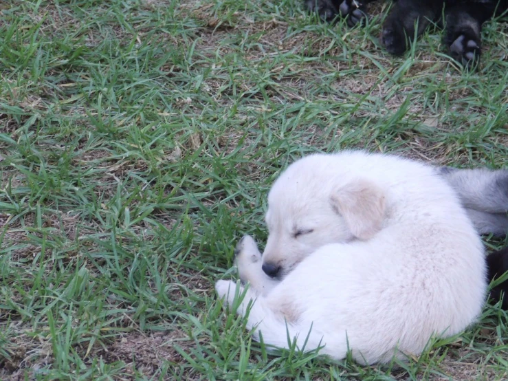 a dog laying on top of a baby