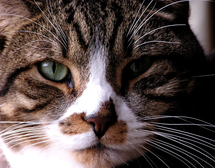 a cat looking into the camera with green eyes