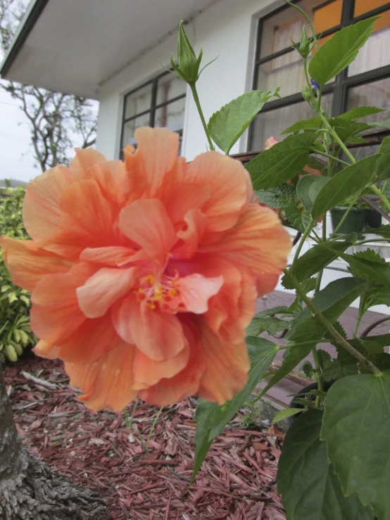 an orange flower stands in the foreground as it blooms