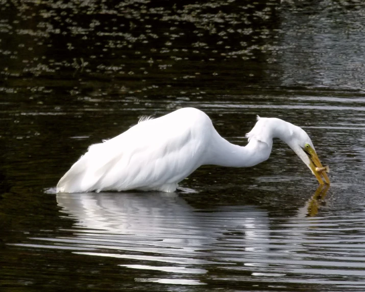 a white bird with long legs, is in the water