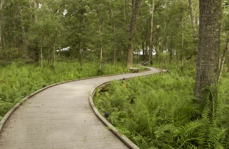 a curved path in the middle of the woods