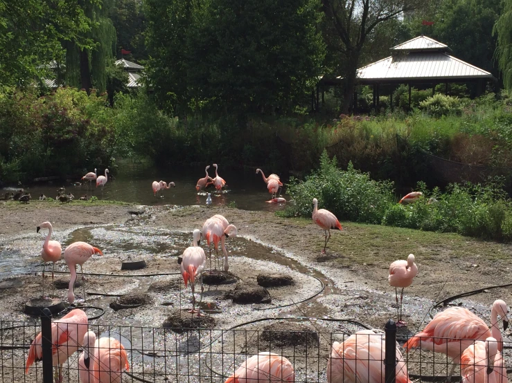 flamingos all around the small pool of water at a zoo