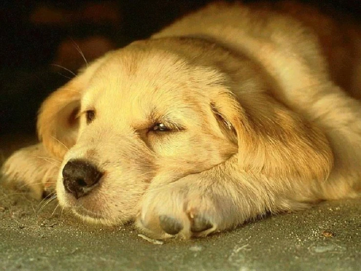 a cute golden retriever puppy is resting on the concrete floor