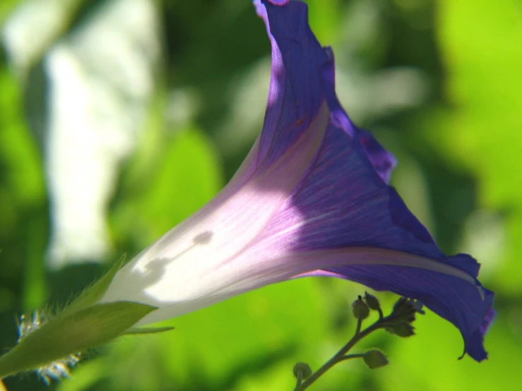 a single purple flower is in the foreground and a blurred background
