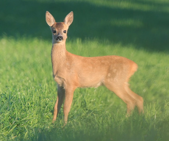 a young deer stands in the grass outside