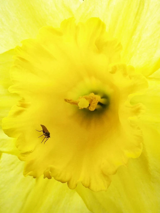 two bugs are sitting in the center of a yellow flower