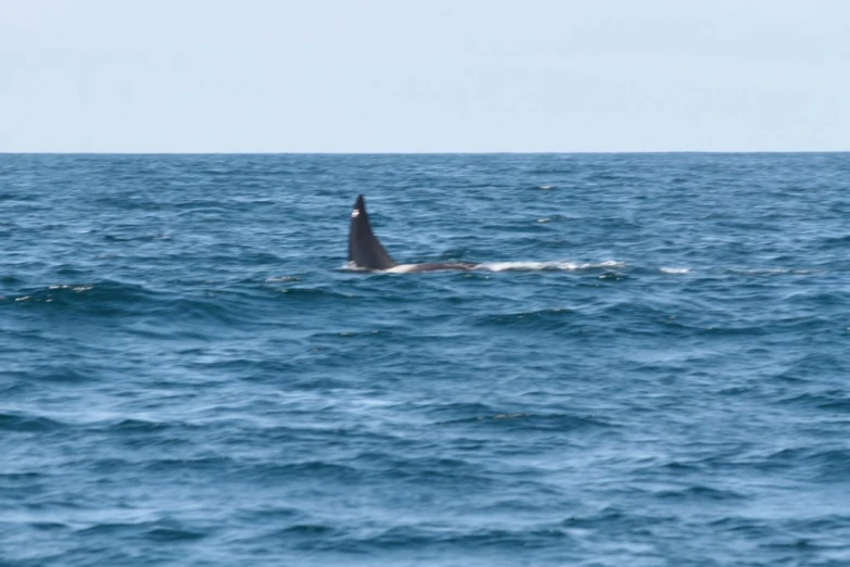 a long legged animal floats across the blue ocean water