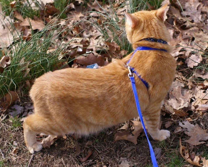 an orange cat has blue leash and is looking at soing