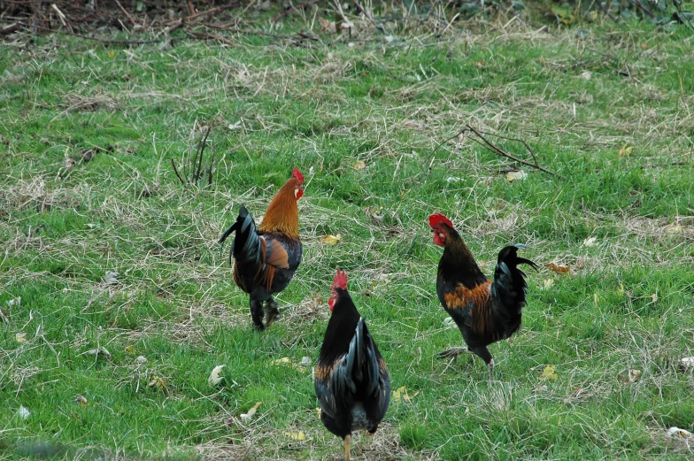 four chickens in a green field with trees in the background