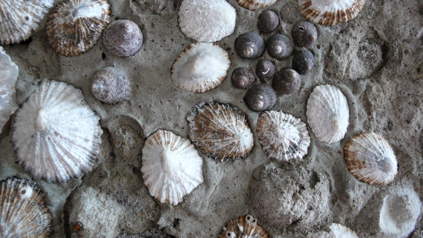 several shells on a sandy beach all covered in sea shells