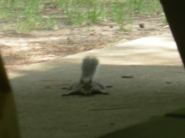 a squirrel lying on the ground under a house