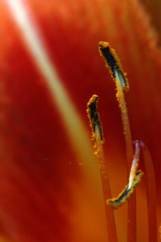 the inside view of a flower shows some brown and yellow lines