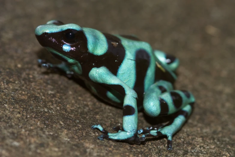 an exotic green and black frog with markings on its skin