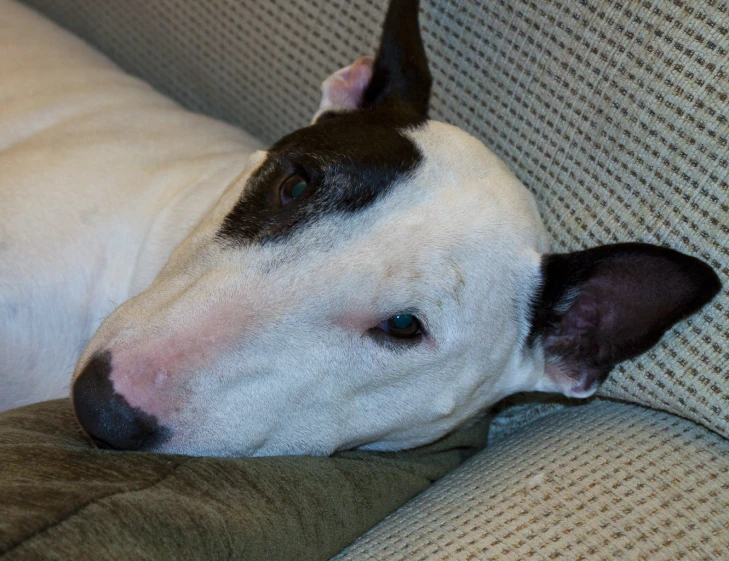 a dog lying its head on top of a couch