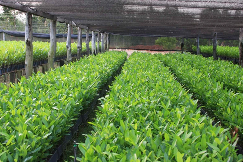 a large number of green plants in some small cages