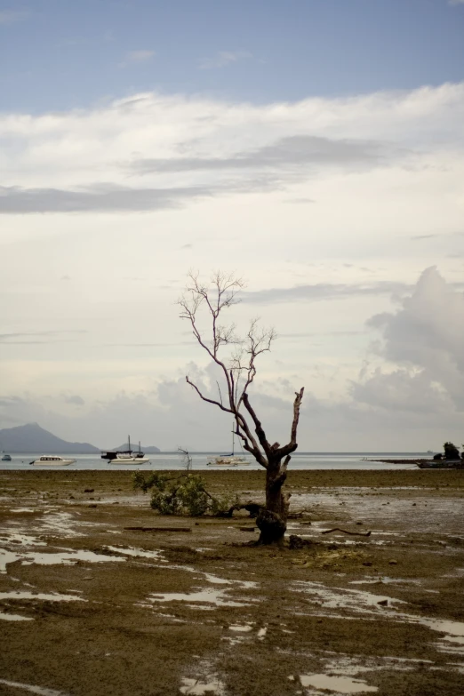 there is a single tree that is sitting in the mud