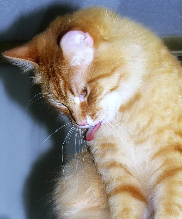 an orange kitten is chewing on soing that's on a table