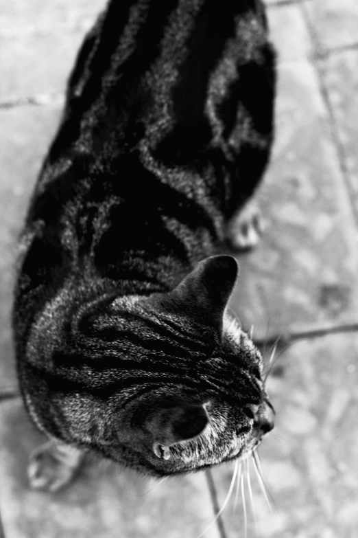 a cat standing on a tiled surface staring