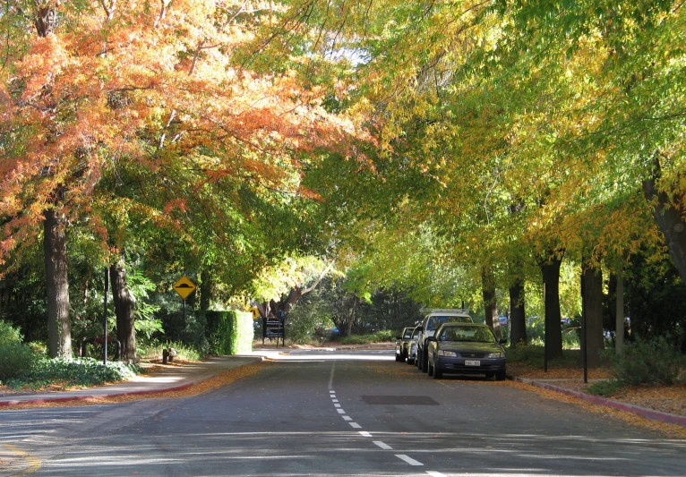 a car is parked next to a line of trees