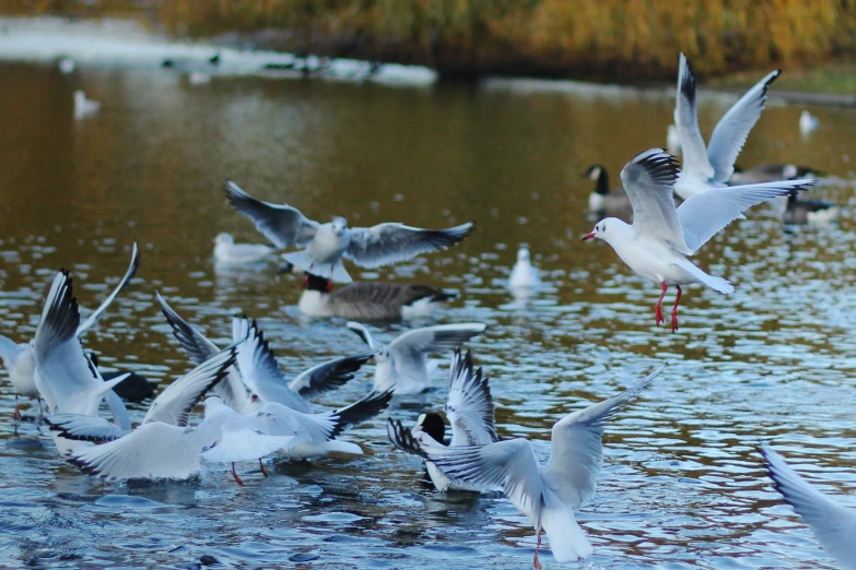 seagulls gather around and drink from the pond