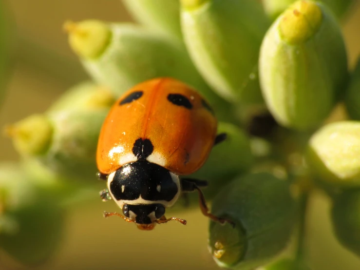 a lady bug sitting on top of a plant