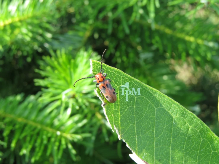 a bug is sitting on the top of a green leaf