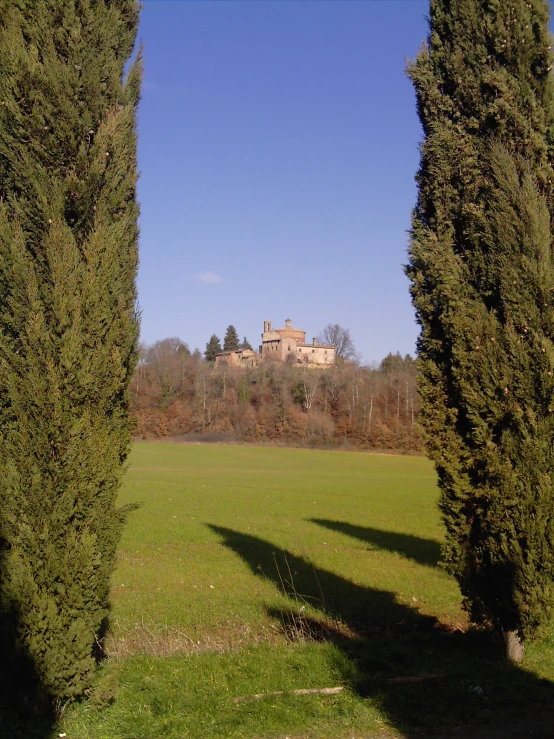 several tall evergreen trees standing near a field