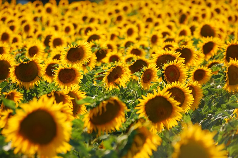 large sunflowers are shown in full bloom