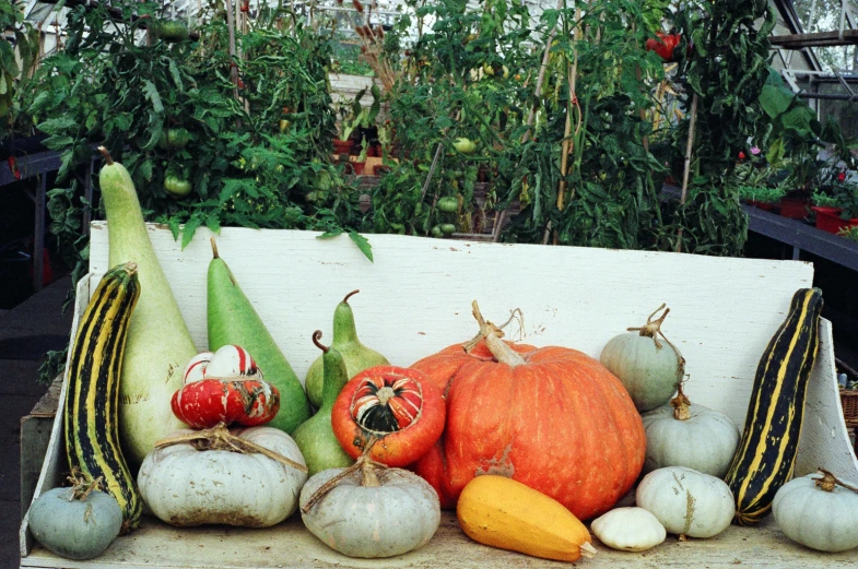 an assortment of different squash, cucumber and squash