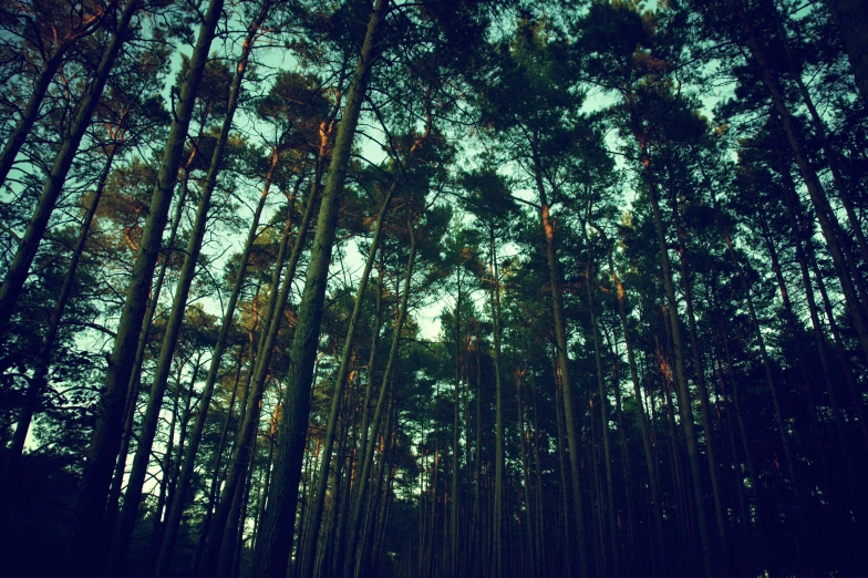 a row of tall pine trees stand in front of the sky