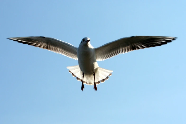 the bird is flying high into the blue sky