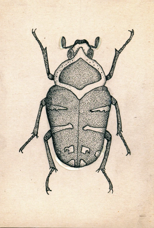 a black and white drawing of a bug on a piece of paper