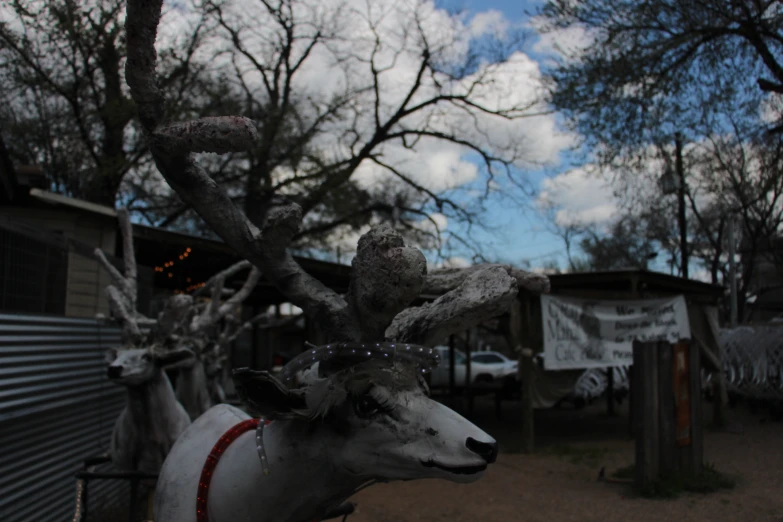 this is a picture of a deer in an outdoor setting