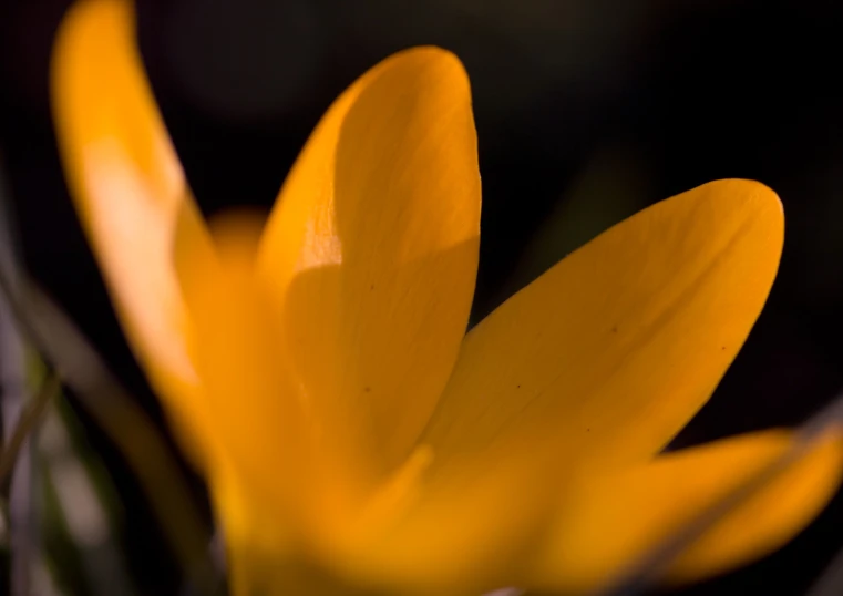 an image of a yellow flower that is blooming