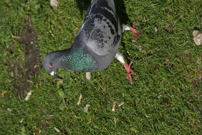 a bird standing on the grass in a park