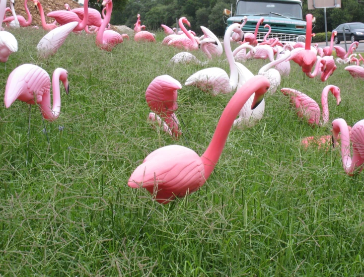 a group of flamingos in some tall grass