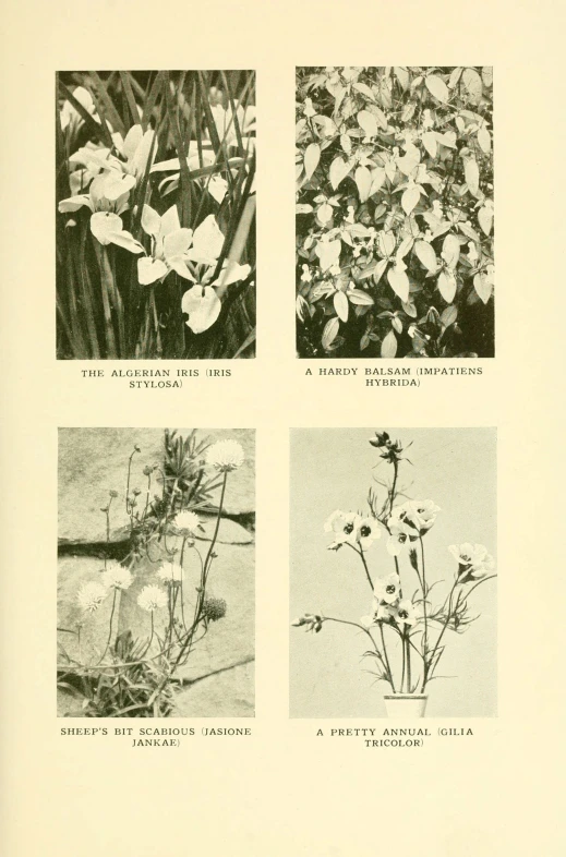 four pictures of flowers and plants with black ink