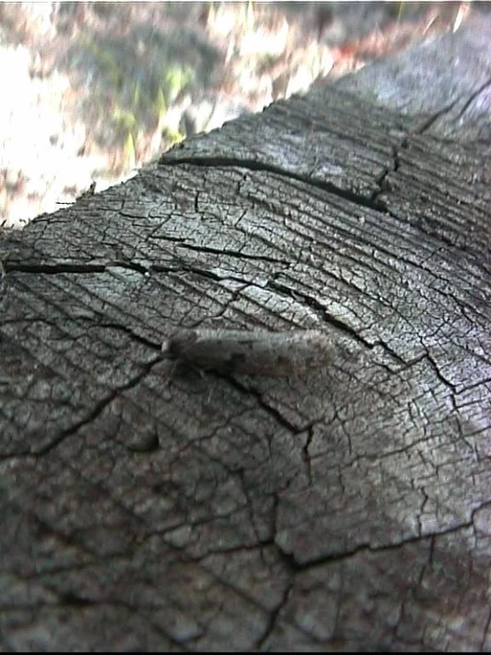 wood texture that has been placed well by itself