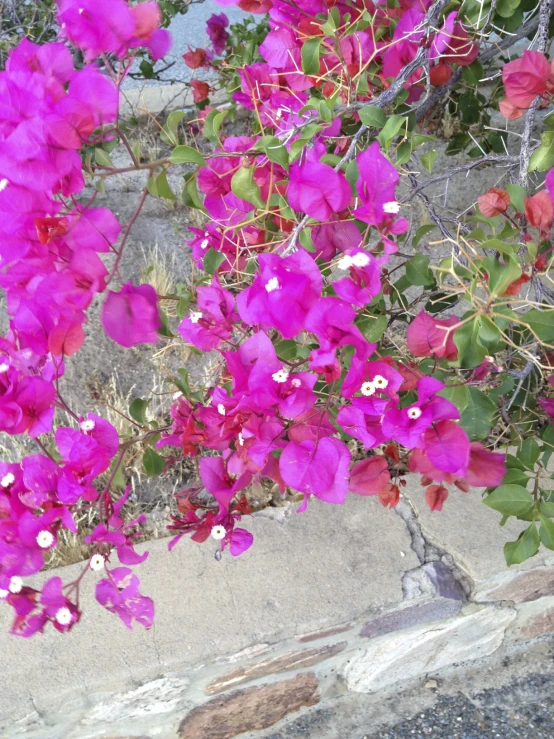 a bunch of flowers that are growing out of a cement slab