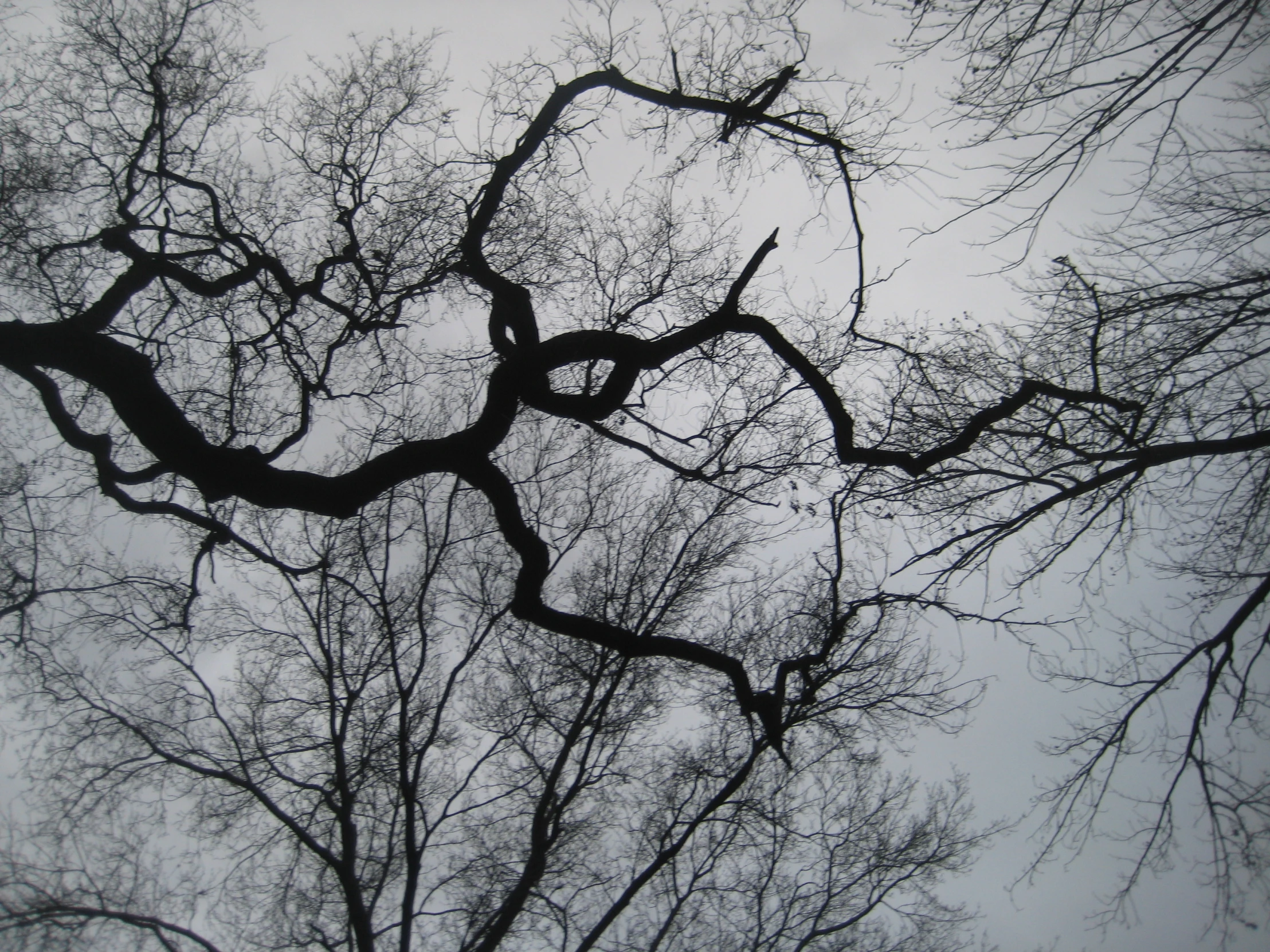 trees without leaves are shown in this image