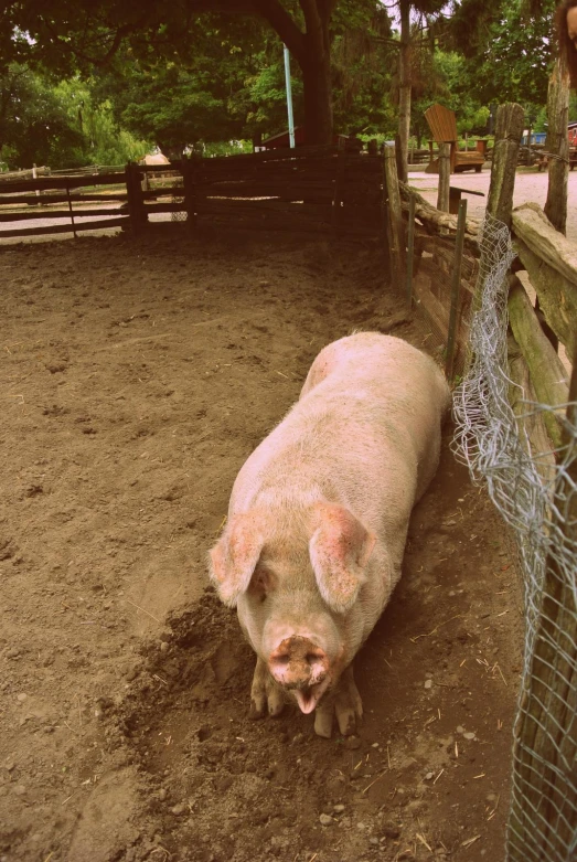 a small white pig laying on the dirt near a fence