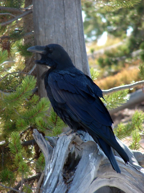 a black bird sitting on a wooden tree stump in a forest