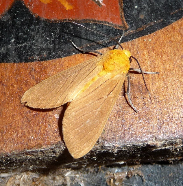 a bug sitting on top of a wooden surface