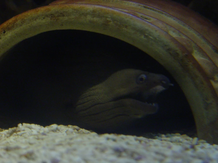 a fish is hiding in the middle of a large pipe