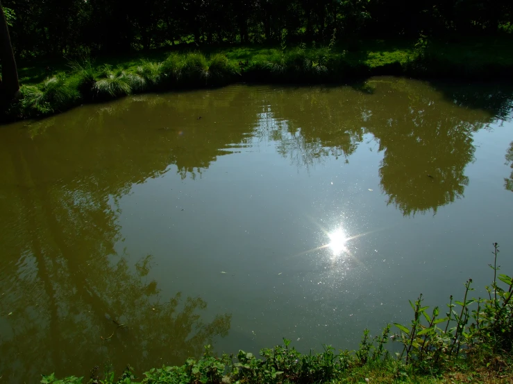 a small pond in the middle of some trees