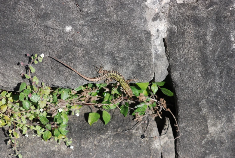 a small plant crawling on rocks with green leaves