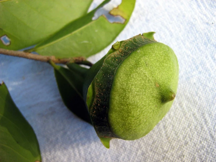 a green apple is sitting on a nch